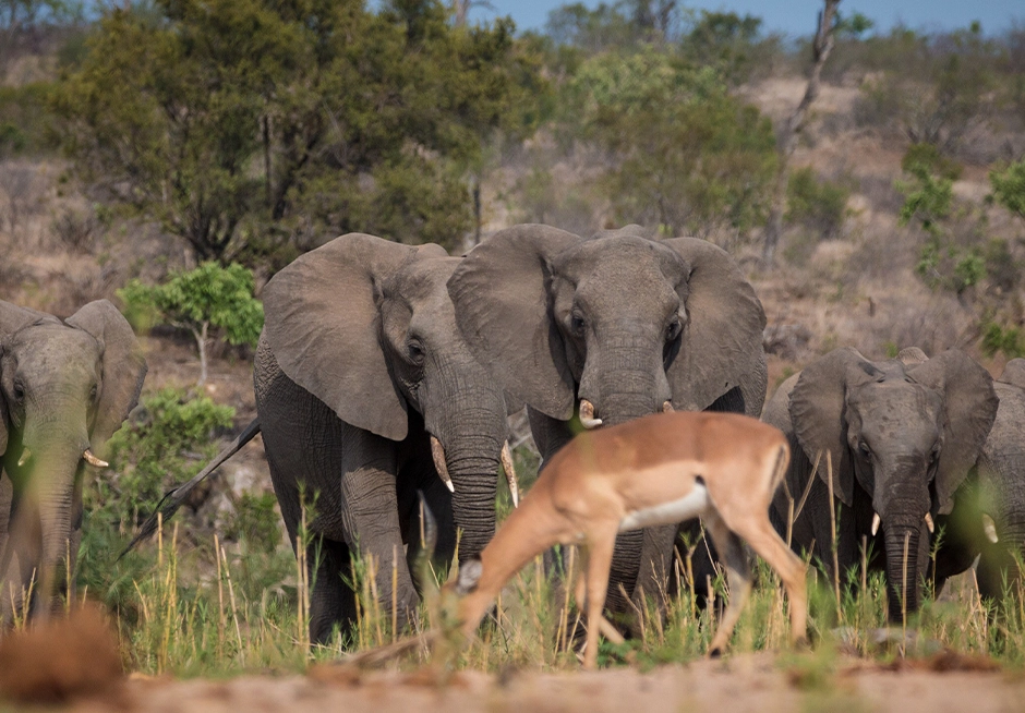15 Days The Ultimate Photographic Safari Experience
