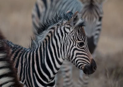 Familien-Safaris – Ein Tagesabenteuer für Groß und Klein