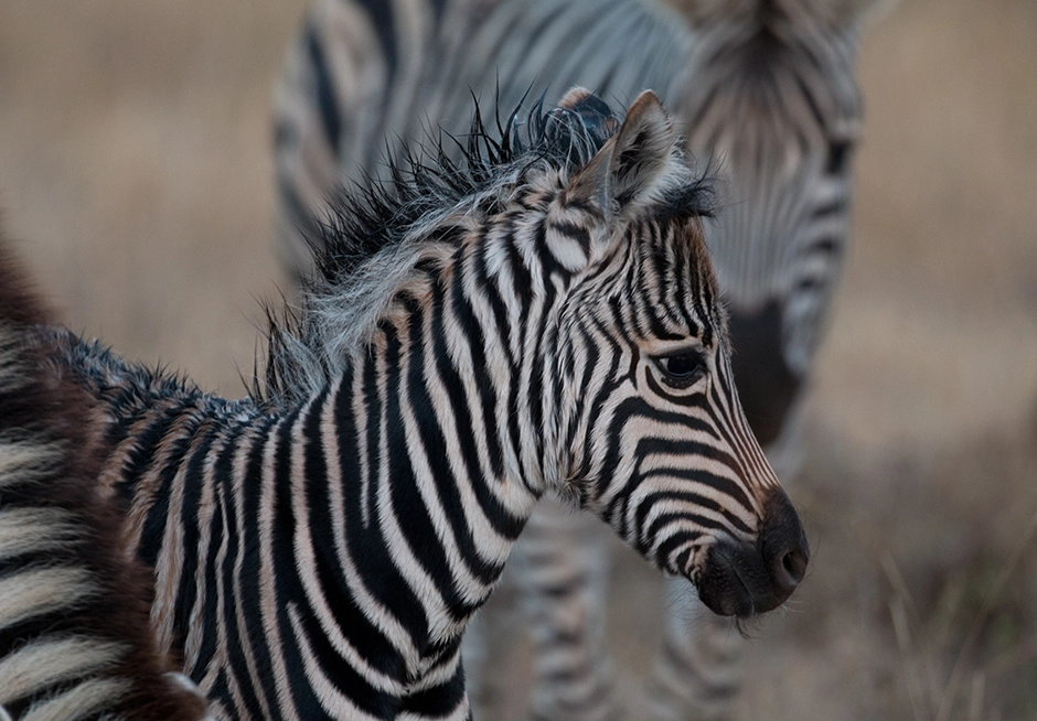 Zebra seen on Familien-Safaris – Ein Tagesabenteuer für Groß und Klein Zebra seen on Familien-Safaris – Ein Tagesabenteuer für Groß und Klein