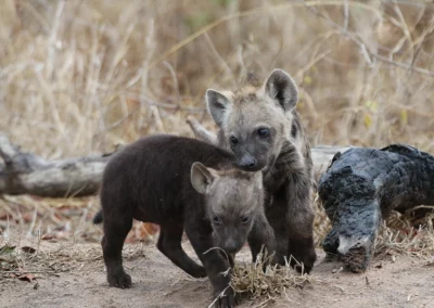 3-Night Kruger Park Safari