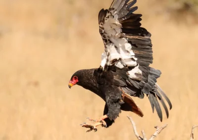 5-Nächte Vogelbeobachtungs-Safari im nördlichen Krüger-Nationalpark