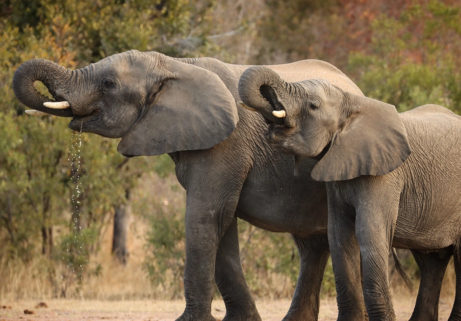 10-Night Kruger National Park Safari