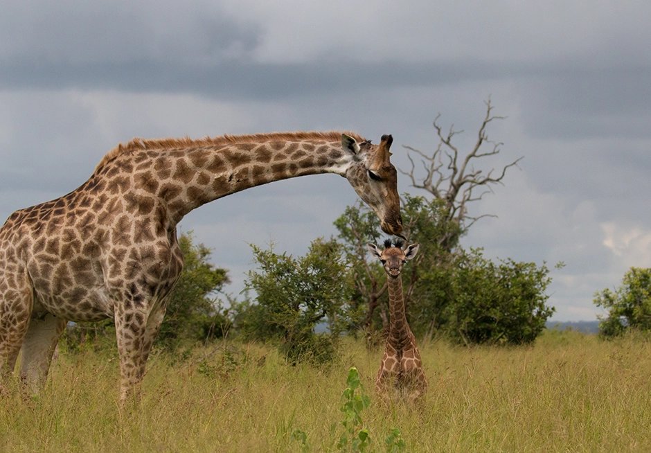 14 Night Kruger Park Safari — The Ultimate Kruger Experience