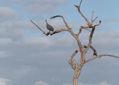 13 Nächte Vogelbeobachtungs-Safari von Nord nach Süd im Krüger-Nationalpark