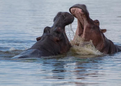 Ultimative Fotografische Safari 14 Nächte – Entdecke den kompletten Kruger Nationalpark