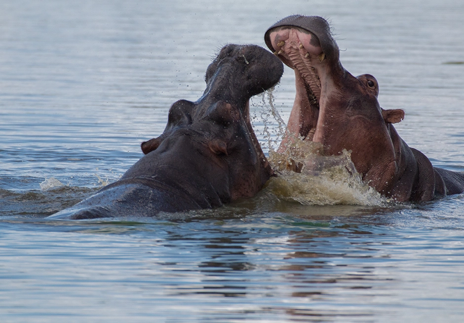 Ultimative Fotografische Safari 14 Nächte – Entdecke den kompletten Kruger Nationalpark