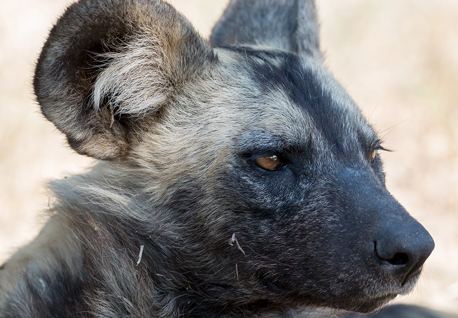 Hyena seen on a 7 night Kruger Park wildlife safari.