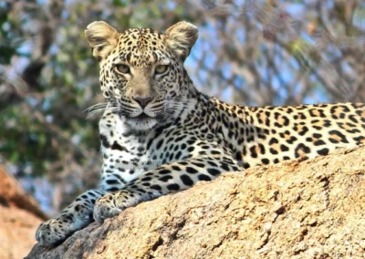 1-Tages Fotografische Safari – Fangen Sie die Magie des Kruger Parks an nur einem Tag ein