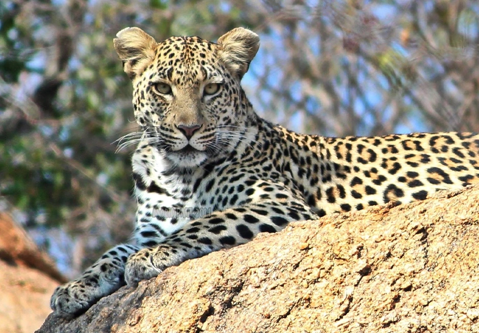 leopard seen on 1-Tages-Fotografische Safari im Kruger-Nationalpark Leopard seen on a 1-day photographic safari in Kruger National Park.