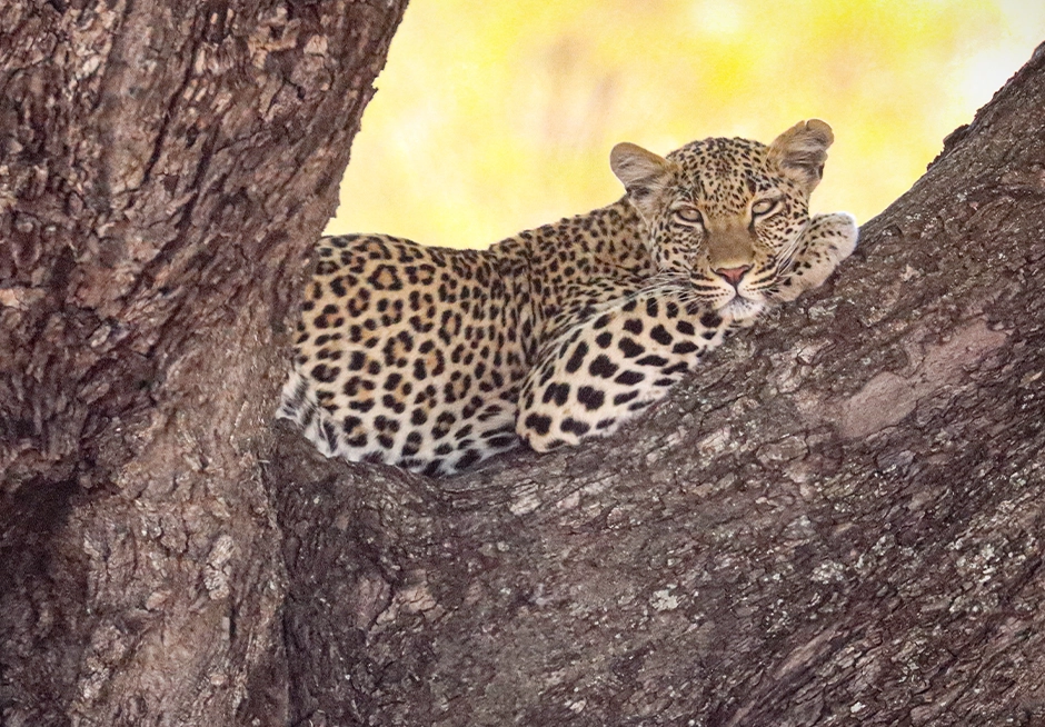 leopard seen on 14 Nächte Kruger Park Safari – Das ultimative Kruger-Erlebnis Leopard seen on a 14-night Kruger Park safari during the ultimate Kruger experience.