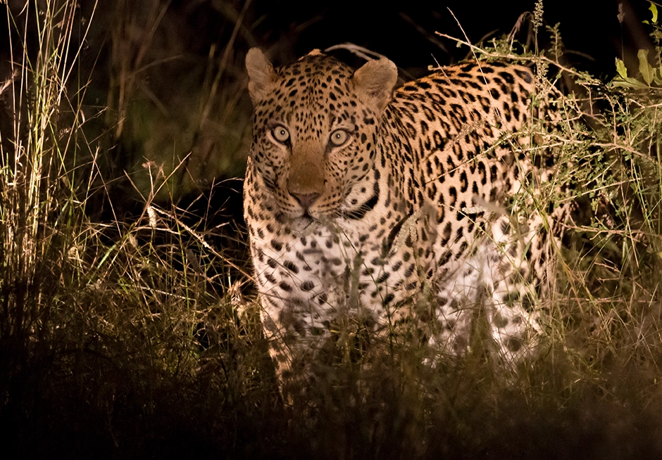 leopard seen on 5-Nächte Standard Kruger Park Safari leopard seen on 5-Nächte Standard Kruger Park Safari