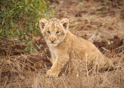 Luxury Lodge Photographic Safaris