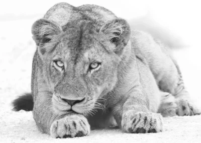 Das Ultimative Kruger Nationalpark-Fotoerlebnis