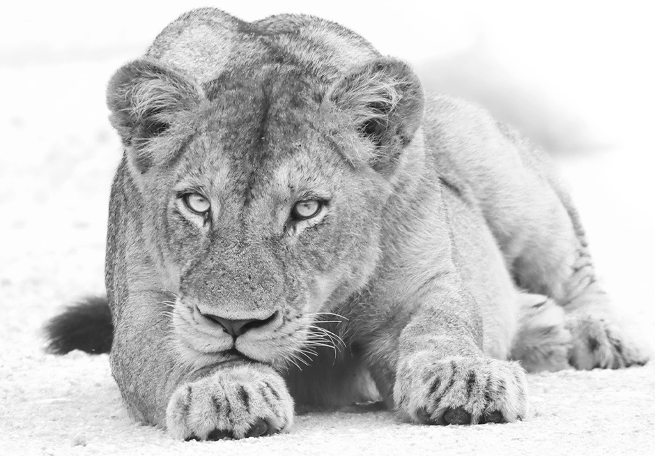 Das Ultimative Kruger Nationalpark-Fotoerlebnis