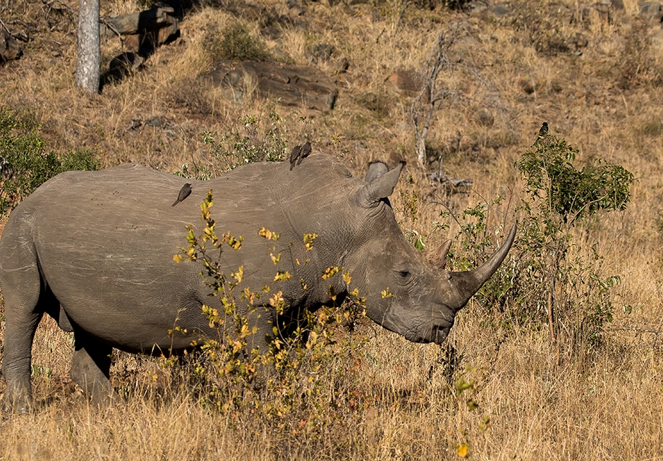 rhino seen on 4-Night Standard Kruger Park Safari Rhino seen on a 4-night standard Kruger Park safari.