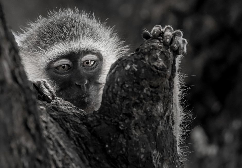 vervet monkey seen on Ganztägige Vogelbeobachtungs-Safari im Kruger-Nationalpark