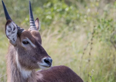 3 Nächte Safari im Krüger-Nationalpark