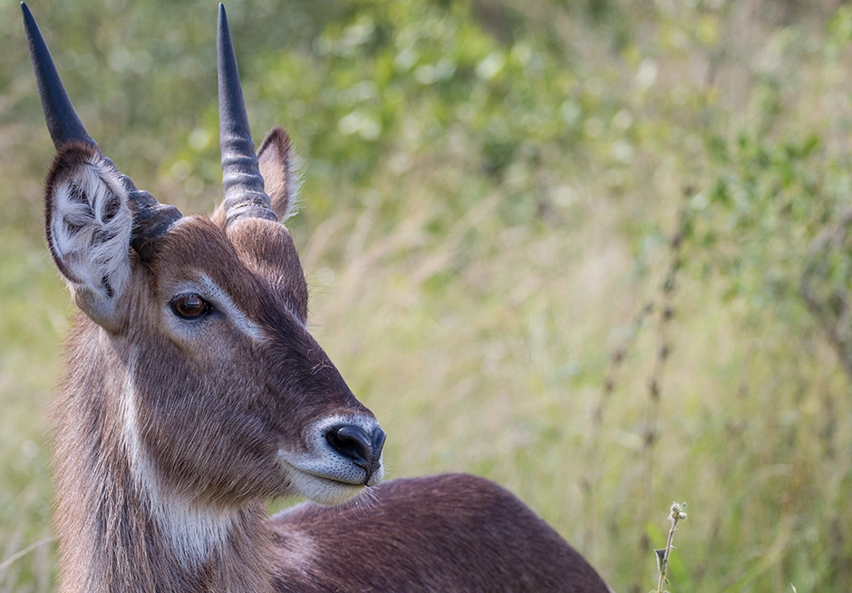 waterbuck seen on 3 Nächte Safari im Krüger-Nationalpark waterbuck seen on 3 Nächte Safari im Krüger-Nationalpark