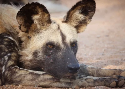 12 Day Complete Kruger National Park Photographic Experience