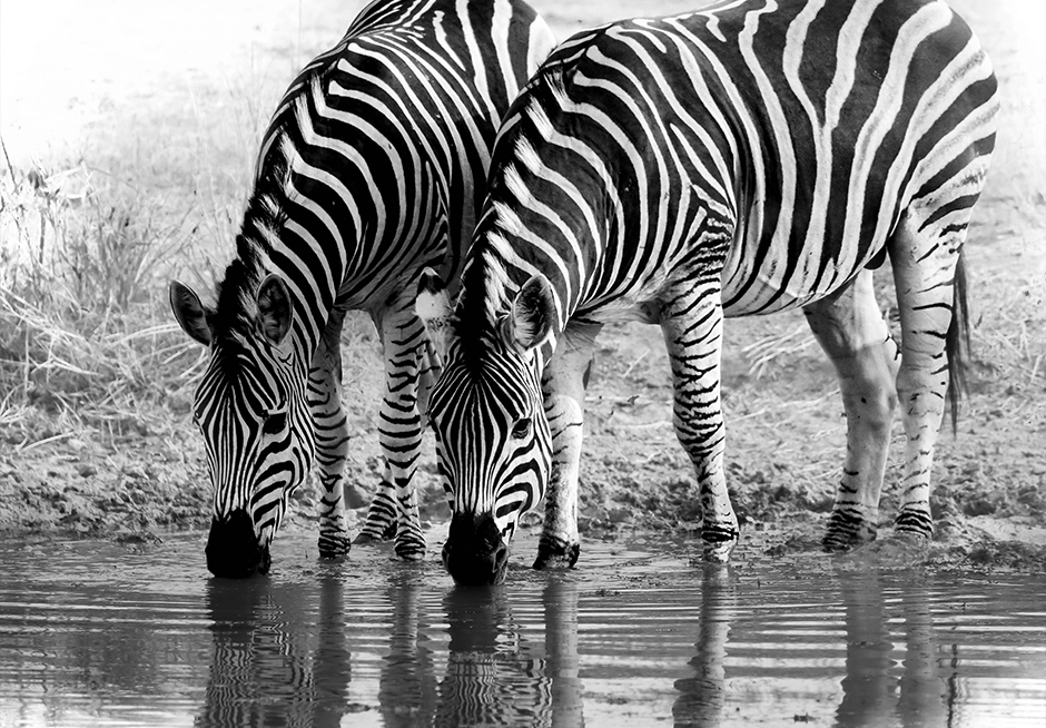 7 Day Iconic Kruger National Park Photographic Safari