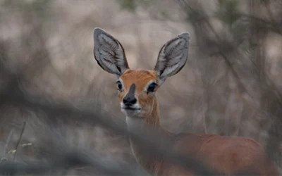 Kruger National Park Safari: A Complete Guide to Experiencing the Wild