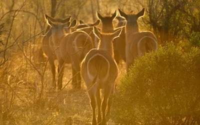 Full Day Kruger Safari: Why a Full Day in the Park Is Worth It