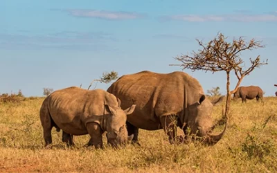 Kruger Photography Safari: How to Capture Better Wildlife Moments in the Bush