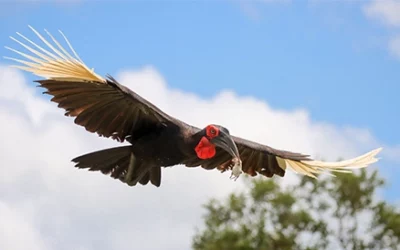 Kruger Birding Safari: Discover the Birds of Kruger National Park