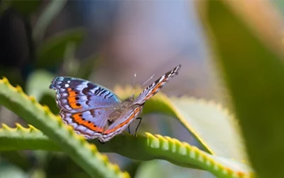 Kruger Safari from Hazyview: Your Gateway to an Unforgettable Wildlife Adventure