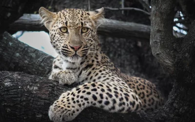 Kruger Safari from Malelane: Begin Your Wildlife Adventure Close to the Park