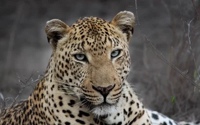 Private Kruger Safari: A Personal Way to Experience the Wild