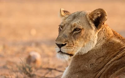 Kruger Park Safari: Wildlife and Photography Guide