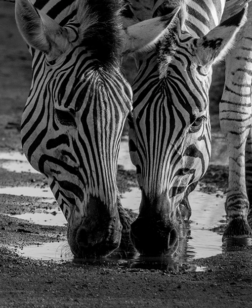 Zebras photograpehed drinking water on Kruger photography safari