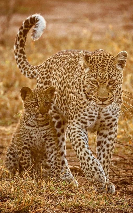 Baby leopard photographed next to its mother on a Kruger safari.
