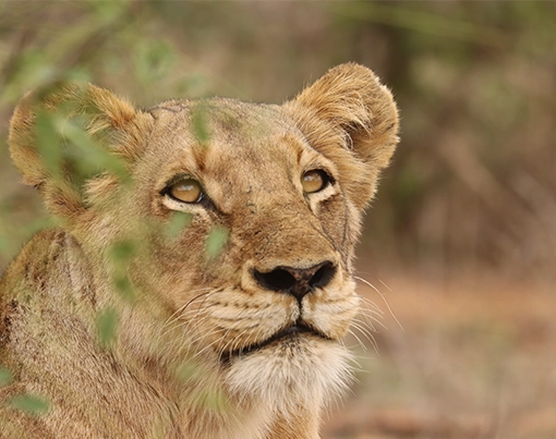 beautiful female lion staring off into the distance at the kruger