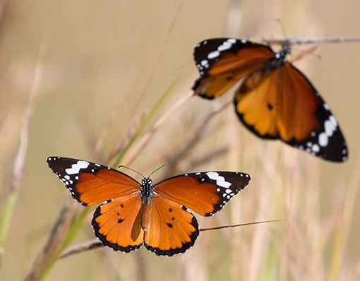 bright coloured butterflies resting on some grass in the kruger