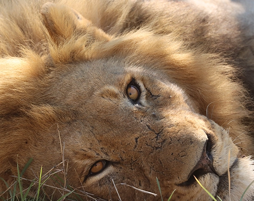 closeup of a mature male lion with some battle scars