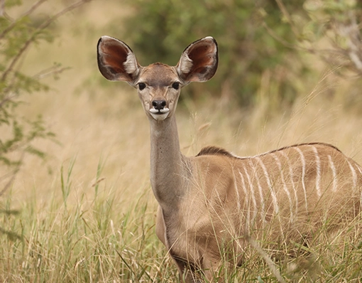 curios wildlife at kruger national park