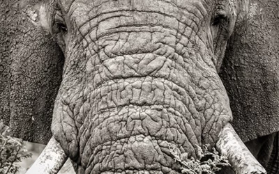 How to choose the right African photo safari package