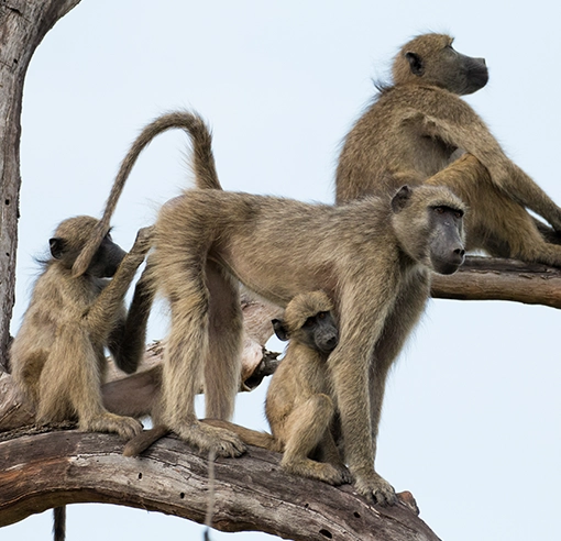 family of baboons spotted in a tree close to a kruger park drive