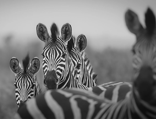group of zebras captures in black and white at the kruger national park