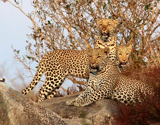 Leopard family basking in the Kruger sun.