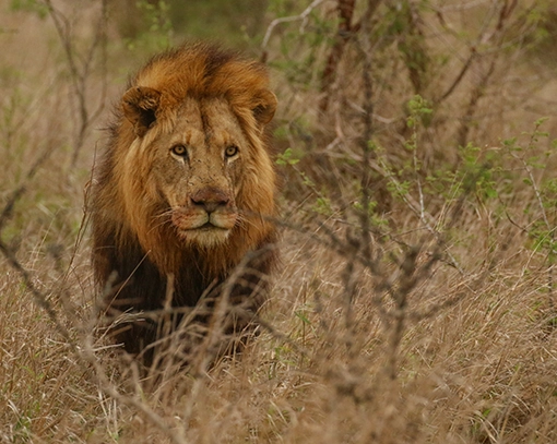 Lion photographed just after eating on a Kruger safari from Komatipoort.