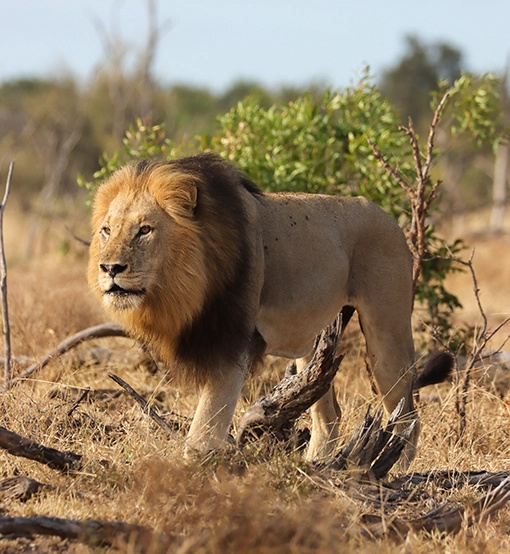 majestic dark mained male lion photographed on a kruger national park safari