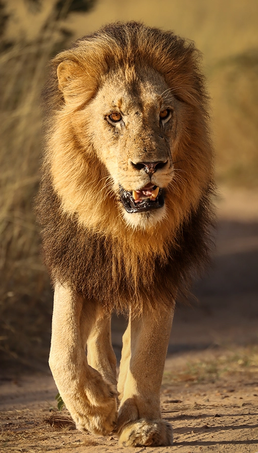 Male lion walking in Kruger National Park.
