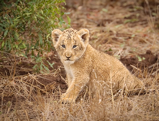 tiny lion cub photographed in the kruger national park