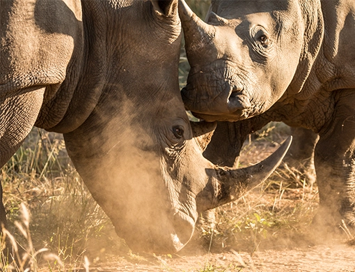 two aggressive rhino males fighting for dominance in the kruger