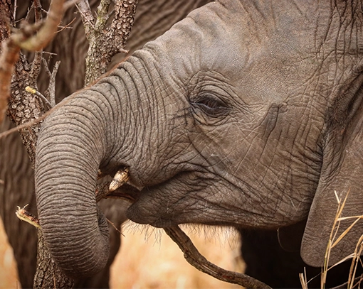 Young elephant photographed by Wild Photo Africa.