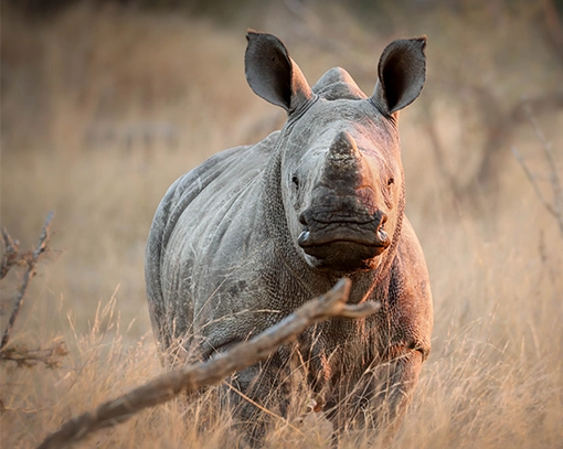 Young rhino photographed by Wild Photo Africa.