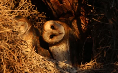 How to Build a Photography Portfolio for Wildlife Photography
